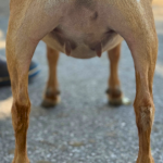 ICE ACRES ARC HONEYDEW LIST 1Y 3.2026 REAR