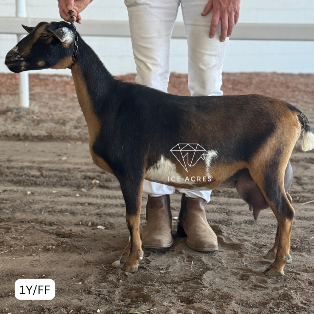 ICE ACRES ARC LIL NGIN THATDID 1Y_FF 3.2026