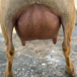 ICE ACRES ARC MOUNT RAINIER 1Y_FF 3.2026 REAR UDDER