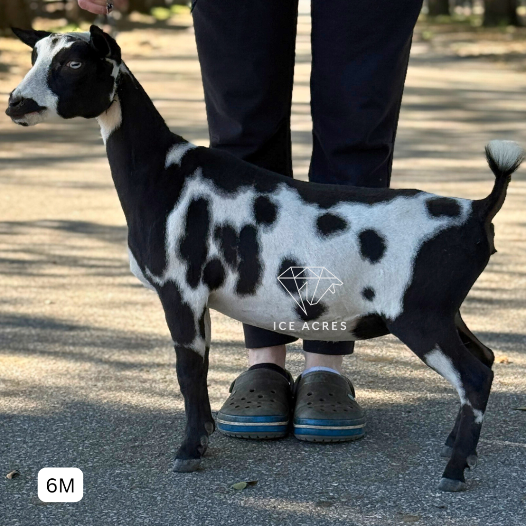 ICE ACRES J APRIL SHOWERS 6M 3.2026