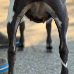 ICE ACRES J APRIL SHOWERS 6M 3.2026 REAR