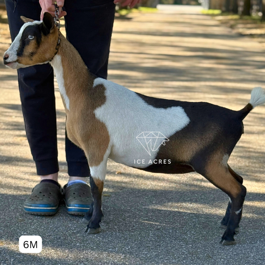 ICE ACRES J BRING MAY FLOWERS 6M 3.2026