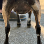 ICE ACRES J BRING MAY FLOWERS 6M 3.2026 REAR