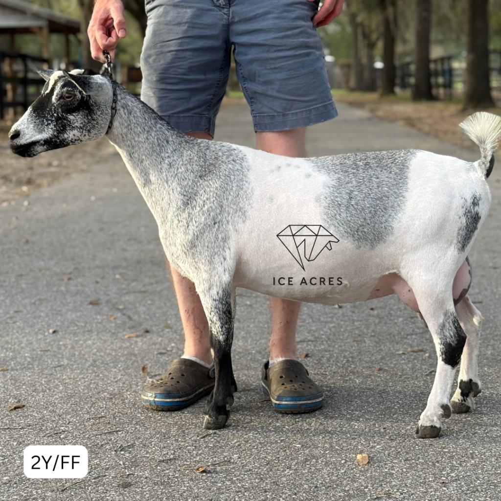 ICE ACRES PA HARVEST MOON 2Y_FF 3.2026