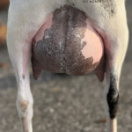 ICE ACRES PA HARVEST MOON 2Y_FF 3.2026 REAR UDDER