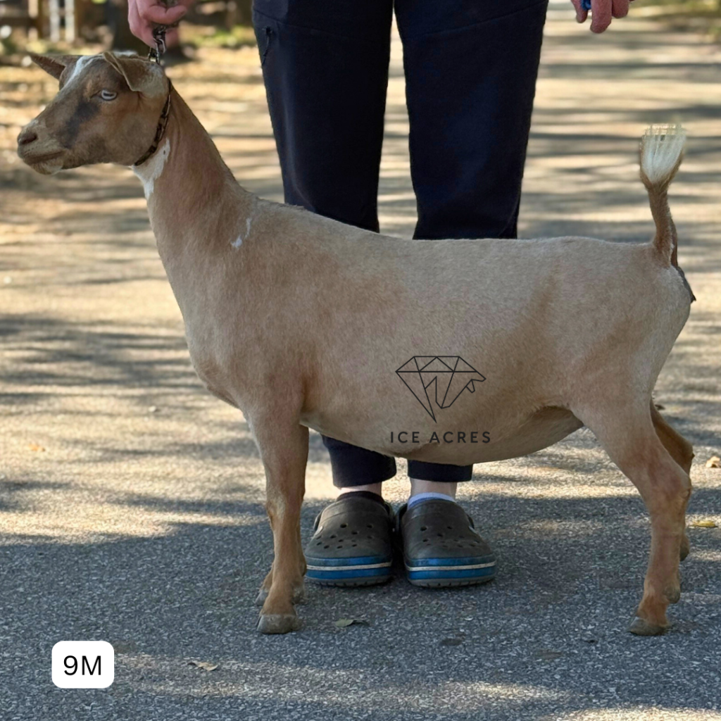 ICE ACRES RD SERAPHINA 9M 3.2026