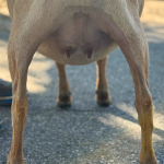 ICE ACRES RD SERAPHINA 9M 3.2026 REAR