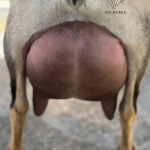 ICE ACRES RD SHANIA TWAIN 1Y_FF 3.2026 REAR UDDER