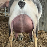 ICE ACRES RD SHANIA TWAIN 1Y_FF 3.2026 show ring