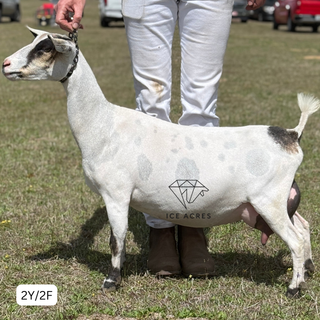 INDIAN CRACKER AMARYLLIS 2Y_2F 3.2026