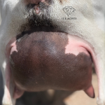 INDIAN CRACKER AMARYLLIS 2Y_2F 3.2026 REAR UDDER