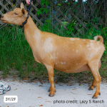LAZY S RANCH F DESTINY 3Y_2F