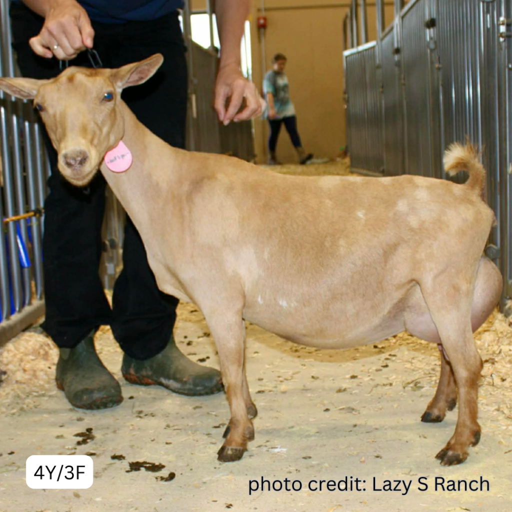 LAZY S RANCH F DESTINY 4Y_3F