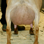 LAZY S RANCH F DESTINY 4Y_3F