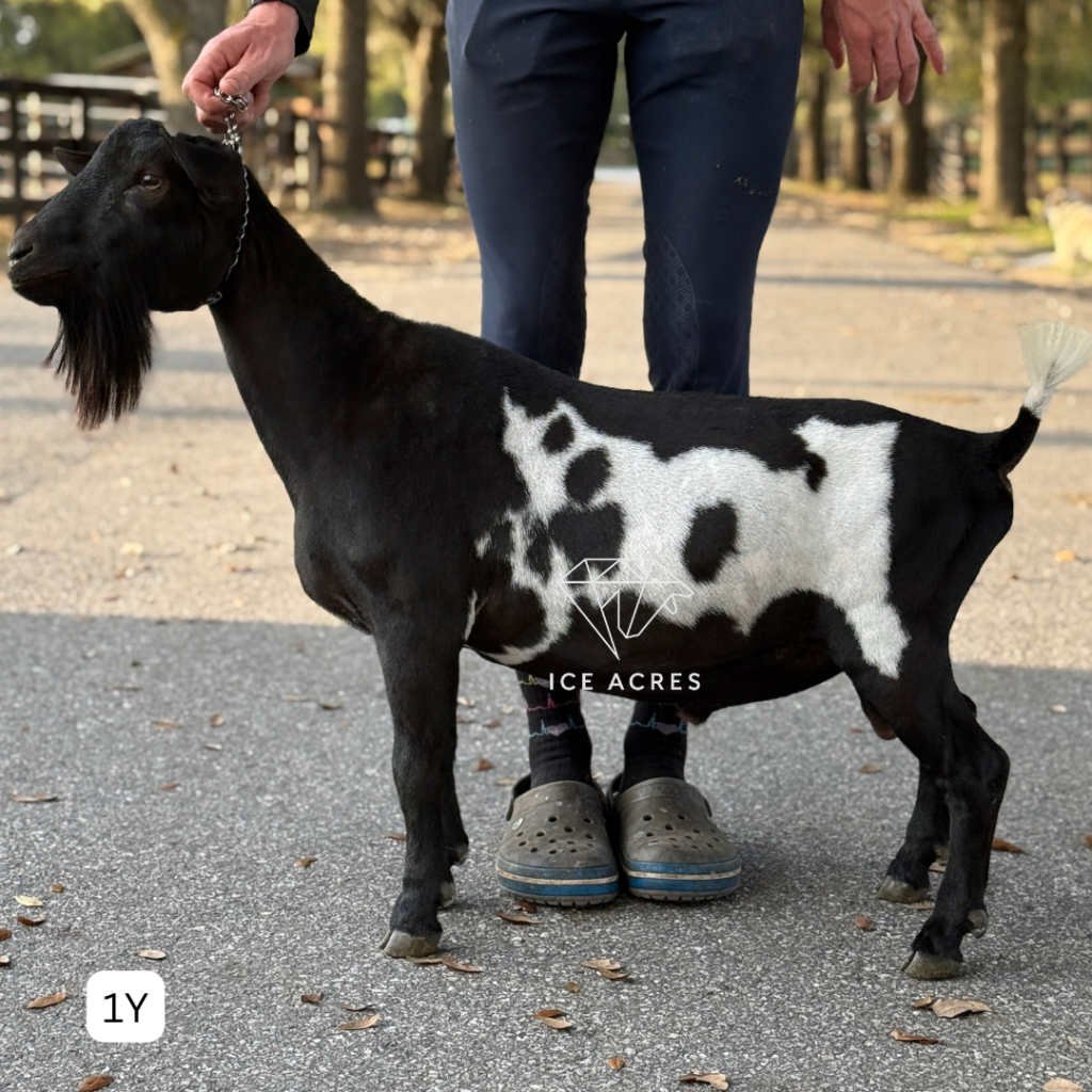 MOON STATION NI VOYAGER 1Y 3.2026