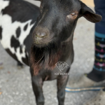 MOON STATION NI VOYAGER 1Y 3.2026 FRONT