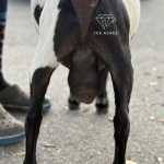 MOON STATION NI VOYAGER 1Y 3.2026 REAR