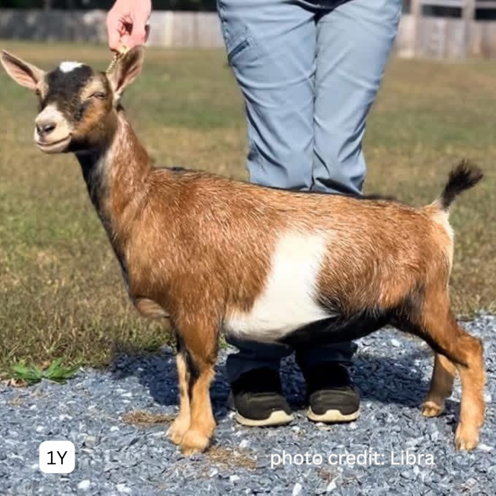 TRAFALGAR FARMS HMS VANITY 1Y 10.2025