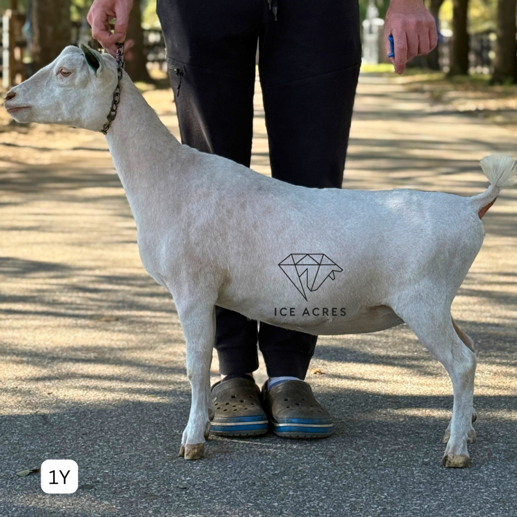 URBAN ACRES THB ARIEL 1Y 3.2026