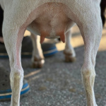 URBAN ACRES THB ARIEL 1Y 3.2026 REAR