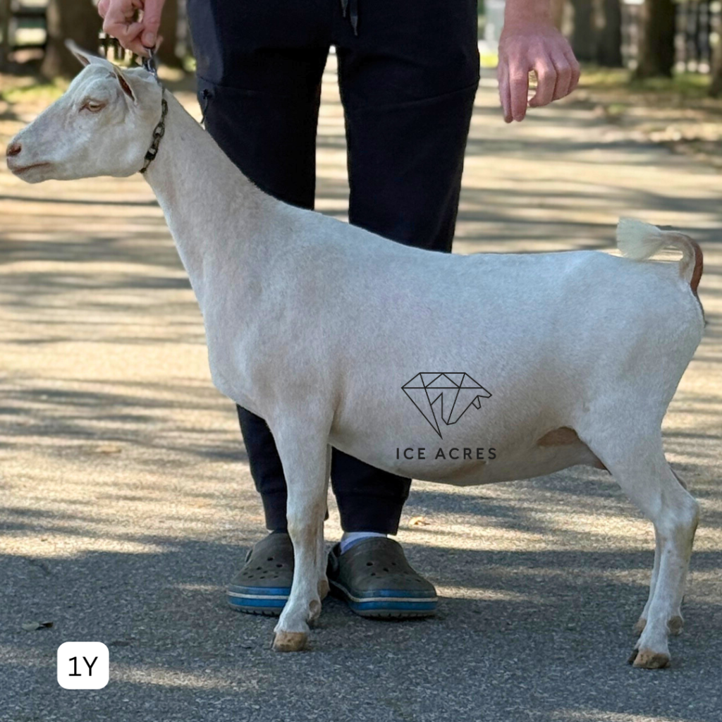 URBAN ACRES THB MERIDA 1Y 3.2026