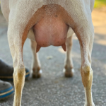 URBAN ACRES THB MERIDA 1Y 3.2026 REAR