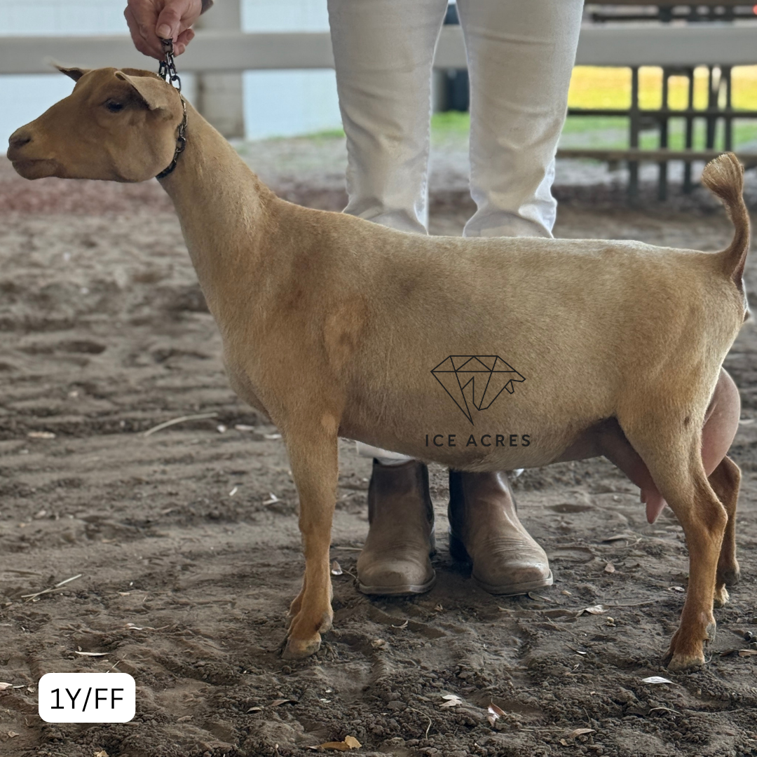 URBAN ACRES W-BJ HAPPY ENDING 1Y_FF 3.2026