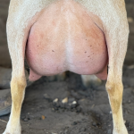 URBAN ACRES W-BJT FLIRTATIOUS 2Y_2F 3.2026 REAR UDDER