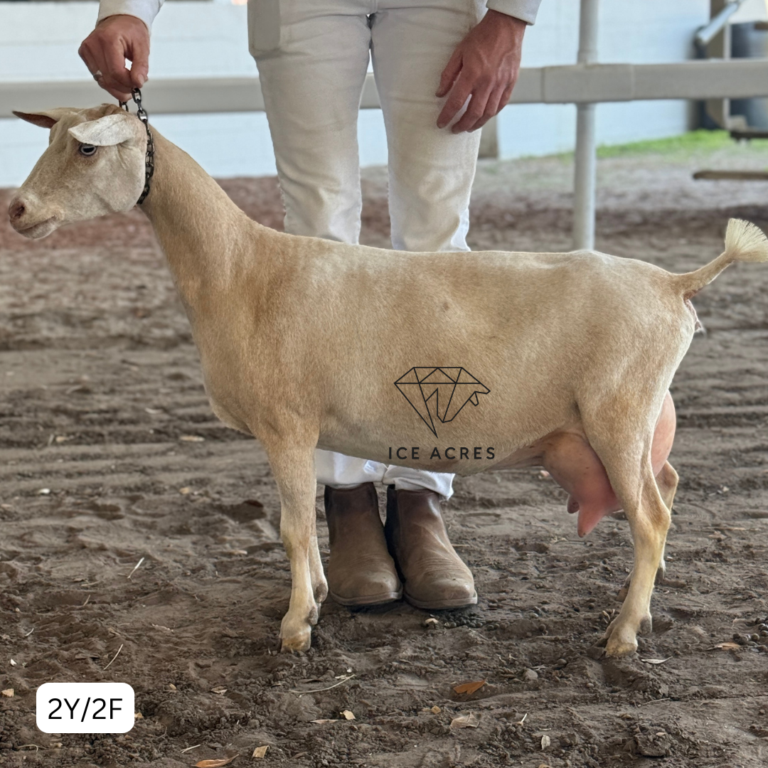 URBAN ACRES W-BJT FLIRTATIOUS 2Y_2F 3.2026