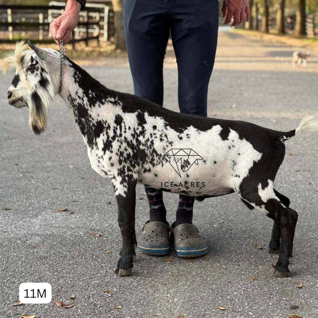 WINNING STREAK K DOCTR STRANGE 11M 3.2026