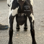 WINNING STREAK K DOCTR STRANGE 11M 3.2026 REAR