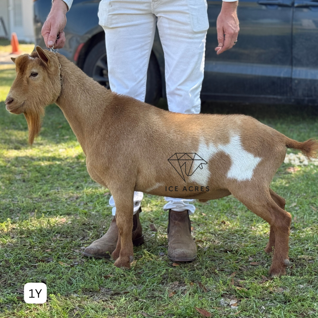 WOLFIVAN ISLAND ROOT 1Y 3.2026