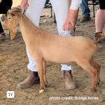 WOLFIVAN ISLAND ROOT 1Y 3.2026 show ring