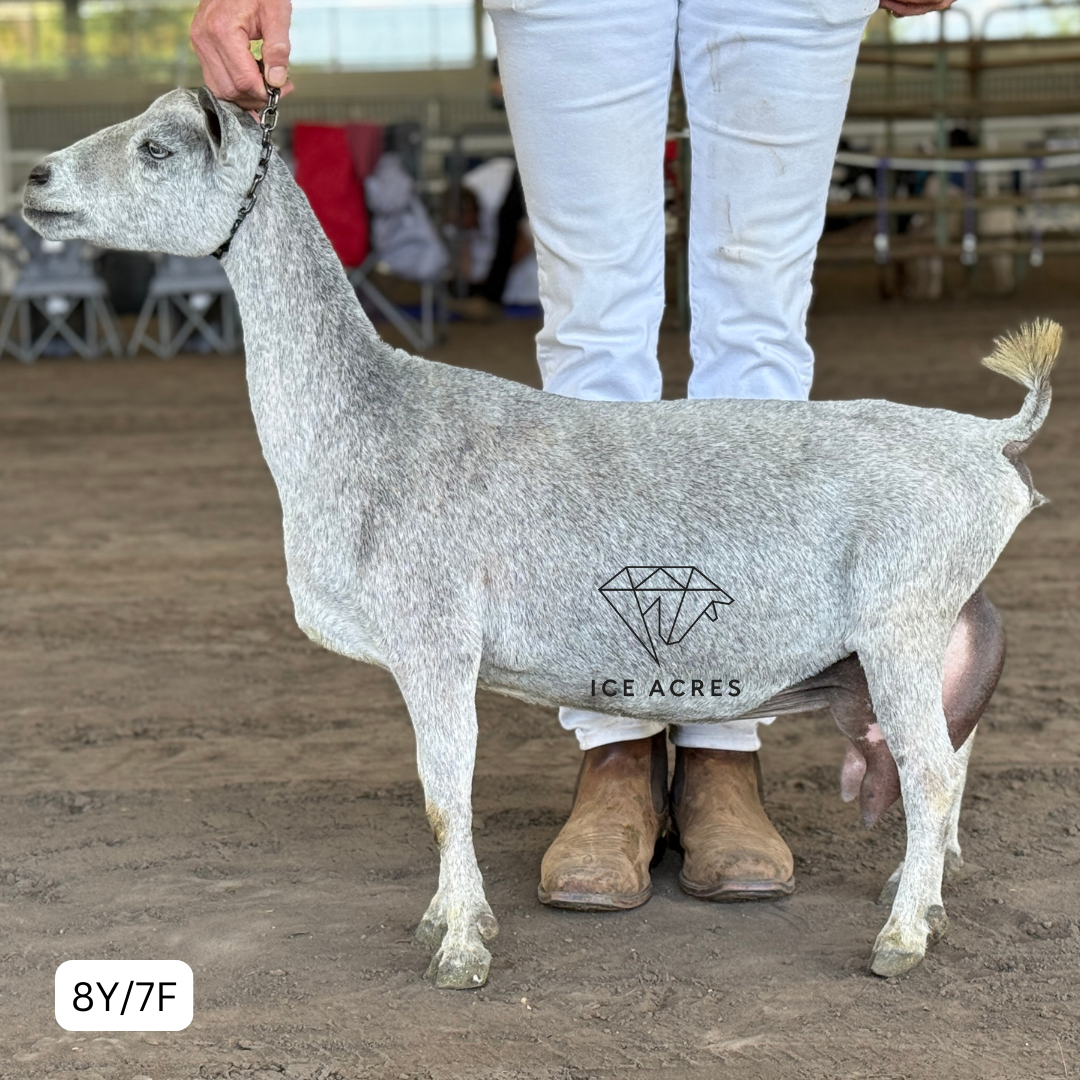 FLAT ROCK'S ALCHEMY 8Y_7F 4.2026