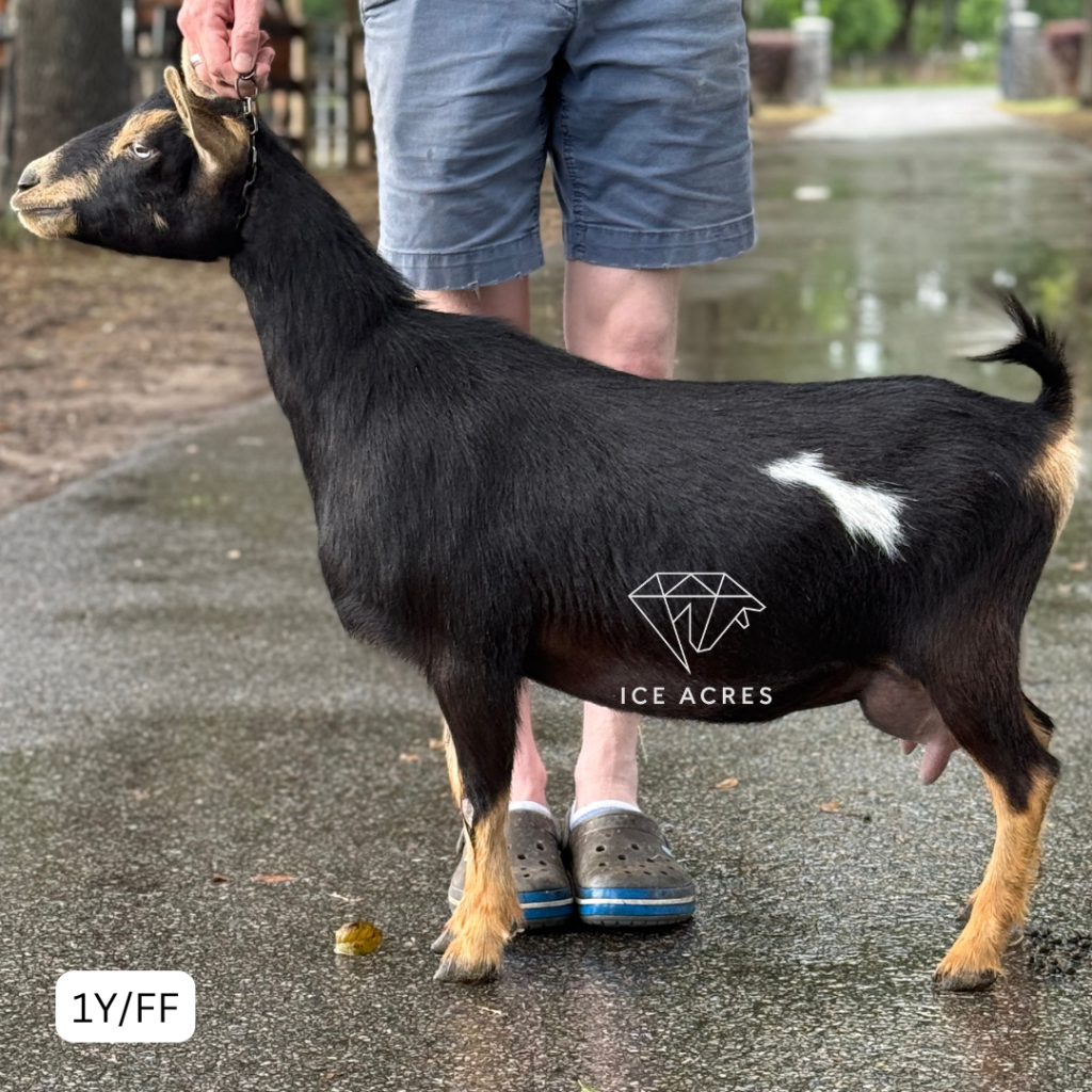 ICE ACRES ARC RHINE FALLS 1Y_FF 4.2026