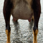 ICE ACRES ARC RHINE FALLS 1Y_FF 4.2026 REAR