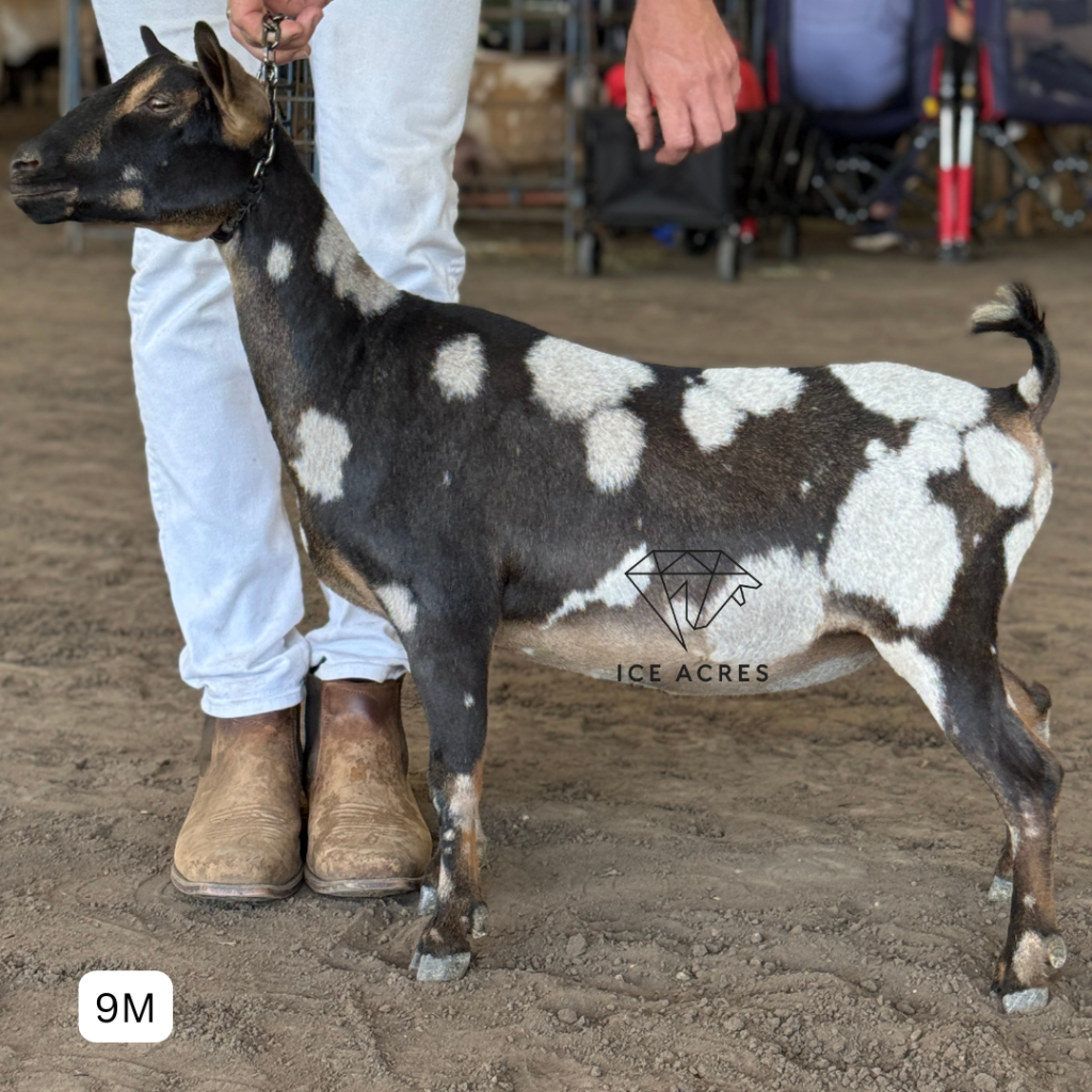 ICE ACRES BB IVY WINGS 9M 4.2025