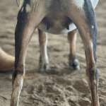 ICE ACRES BB IVY WINGS 9M 4.2025 REAR