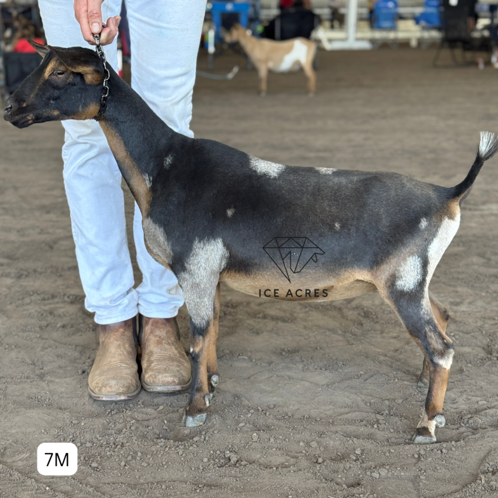 ICE ACRES BB JUICY PEACH 7M 4.2026