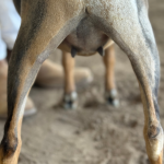 ICE ACRES BB JUICY PEACH 7M 4.2026 REAR