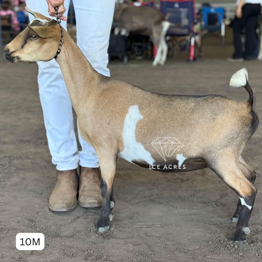 ICE ACRES J MADAME FLEURDELYS 10M 4.2026