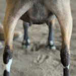 ICE ACRES J MADAME FLEURDELYS 10M 4.2026 REAR