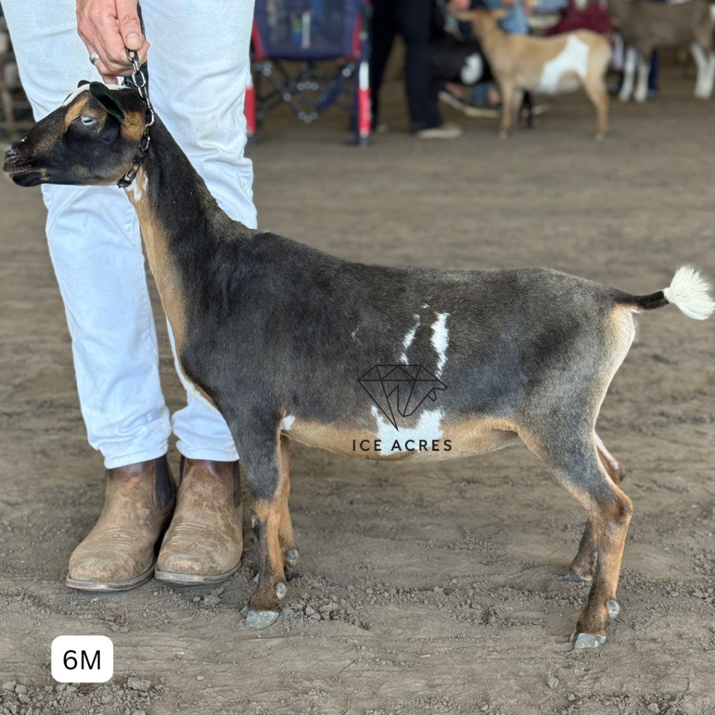 ICE ACRES RD RUBY 6M 4.2026