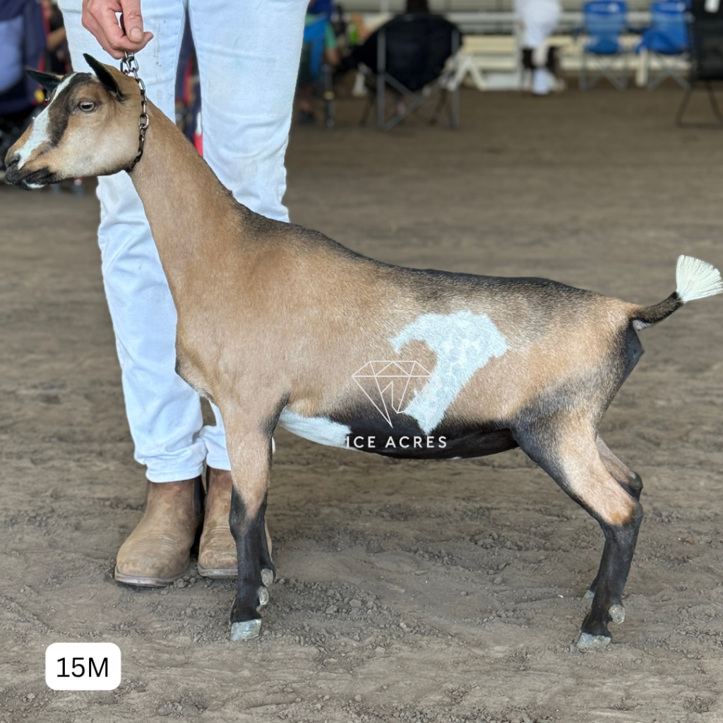 NOVELLA FARM NI LEXICON 15M 4.2026