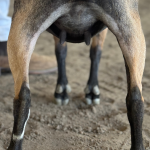 NOVELLA FARM NI LEXICON 15M 4.2026 REAR