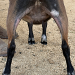 ICE ACRES BB LOGAN DEMURE 9M 5.2026 REAR