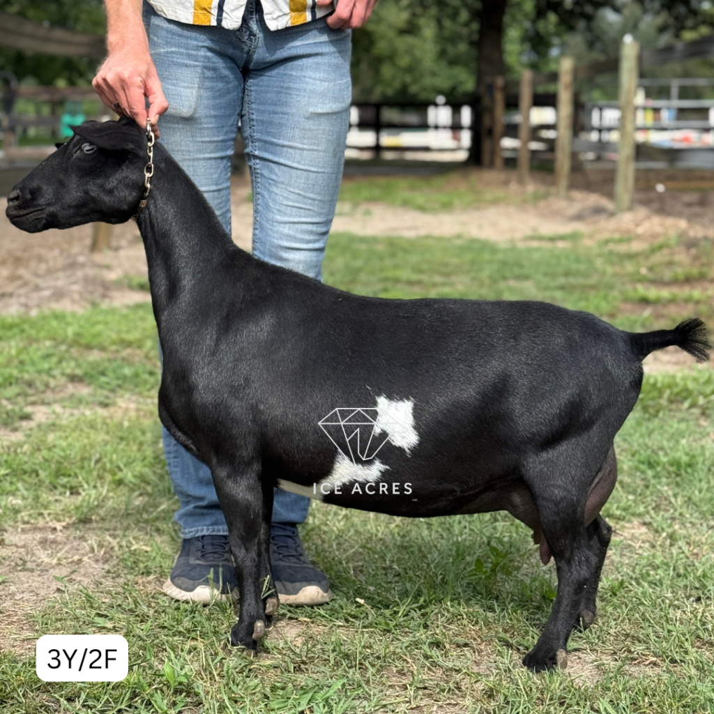 INDIAN CRACKER ONYX ICE 3Y_2F 5.2026