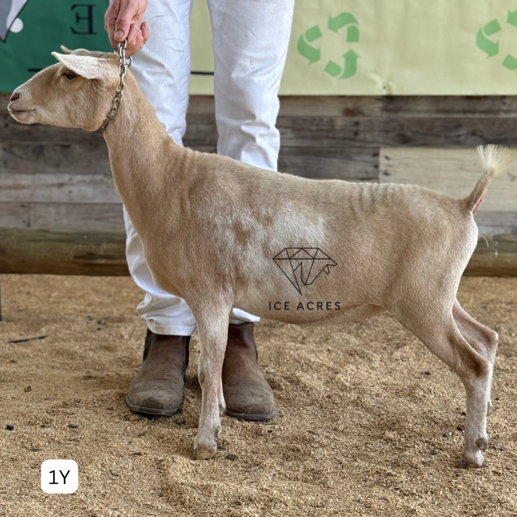 URBAN ACRES S APPLE GINGER 1Y 5.2026