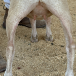 URBAN ACRES S APPLE GINGER 1Y 5.2026 REAR