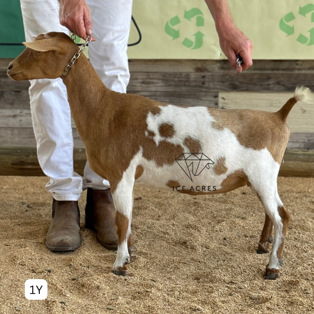 URBAN ACRES SG POLY-GON 1Y 5.2026